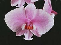 Phal_schilleriana-Pink-Elephant-AM-AOS.jpg