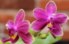 Phal. Lioulin Sweet 'Sweetheart'.JPG