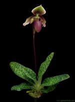 paph-curtisii2b.jpg