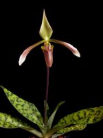 paph-dayanum-1aaa.jpg