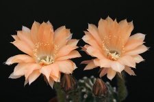 Echinopsis-Hybriden Joker W. Rheingold 246.jpg