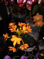 Epidendrum hybr..jpg