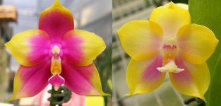 Phal.-Hawaii-Dragon-Girl-'DT'-x-Phal.-Zheng-Min-Muscadeni-'Yellow'.jpg