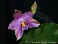 Phal_Penang_Violacea_Phal_Penang_Violacea_var_coerulea_Phal_micholitzii_X_violacea_500.jpg