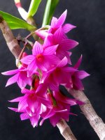 dendrobium_miyakei.jpg