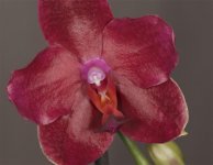 Phal.Talung's Red Fire.jpg