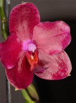 Phal.Talung's Red Fire-1.jpg