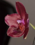 Phal.Talung's Red Fire-2.jpg