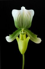 image-orchidfloriculture-PM094.jpg