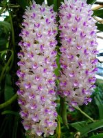 rhynchostylis-retusa-spot-foto-3537.jpg