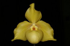 Paph._Wцssner_China_Moon.jpg