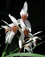 cymbidium-formosanum-x-erythrostylum-foto-3826.jpg