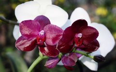 Phal.-Sogo-Rose-11.jpg