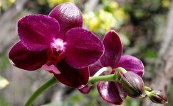 Phal.-Sogo-Rose-22.jpg