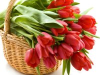 Nature___Flowers_Tulips_in_a_basket_033572_1.jpg