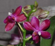 Phal. Speciosa c-1 x Violacea Sumatra.jpg