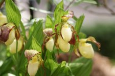 1024px-Cypripedium_kentuckiense_-_Flickr_003.jpg