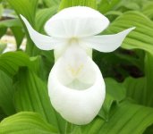 cypripedium_regina_white_1.jpg