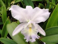 Cattleya Sea Breeze ''Blue Ribbon''.jpg