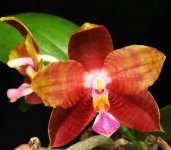 Phal-(Yaphon-Goodboy-X-Zheng-Min-Jacaranda).jpg