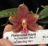 Phal. Tzu Chiang Balm 'Chen #1' x Phal.Ld's Bear King 'YK-7' Н209 1.jpg