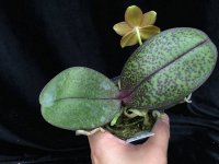 Phal.Tzu-Chiang-Balm-'Chen-#1'-x-Phal.Ld's-Bear-King-'YK-7'.jpg