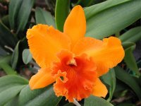 Blc Apricot Flare.jpg