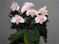 Paph Vanda Pearman bellatulum Big Spots x delenatii var vini dunkle.jpg