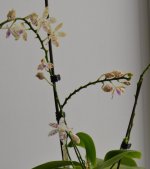 Phal. tetraspis x mariae.jpg