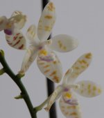 Phal. tetraspis x mariae_1.jpg