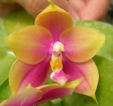 Phal.Zheng Min Raptor1.JPG