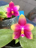 Phal.-Zheng-Min-Violet-(Ho's-Michogeorge-'Peter'-x-Zheng-Min-Muscadine-'Yellow').jpg