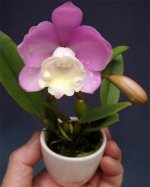 Cattlianthe Chian-Tzy Angel Land ‘CT-Mesha’ CTA-563.jpg