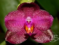 Phal.-Black-Sentra-_4.jpg