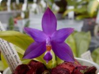 phal. violacea bonnie blue x blue bird no.1b.jpg