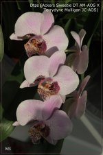 Dtps (Ackers Sweetie DT AM-AOS X Terrydyne Mulligan JC-AOS)1.jpg