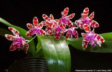 Phal.-mariae.jpg