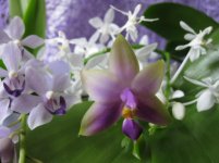 trio orchids.jpg