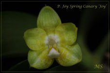 P. Joy Spring Canary Joy.jpg