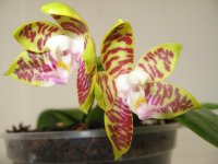 видовые орхиде&#10.jpg