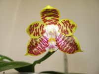 видовые орхиде&#10.jpg