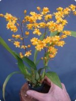 oncidium_twinkle_chian_tzy_golden__500.jpg