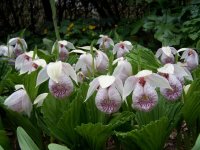 Cypripedium-formosanum-Циприпедиу&#1.jpg