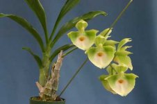 Catasetum_Pileatum_8221_Jumbo_Green_Gold_8221_.jpg