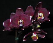 Phalaenopsis-I-Hsin-Black-J.jpg