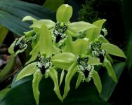 Coelogyne pandurata.jpg