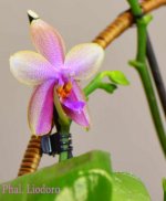Phalaeniopsis-Liodoro-DUFT(Orchideengarten)-.jpg