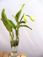 Cattleya-in-water.jpg