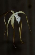 Brassavola cucullata.jpg