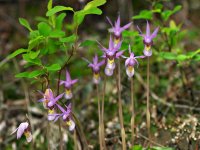 Calypso-bulbosa.jpg